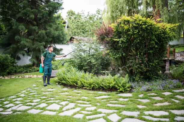 Best Local Pest Control Services  in Manche Village, CA