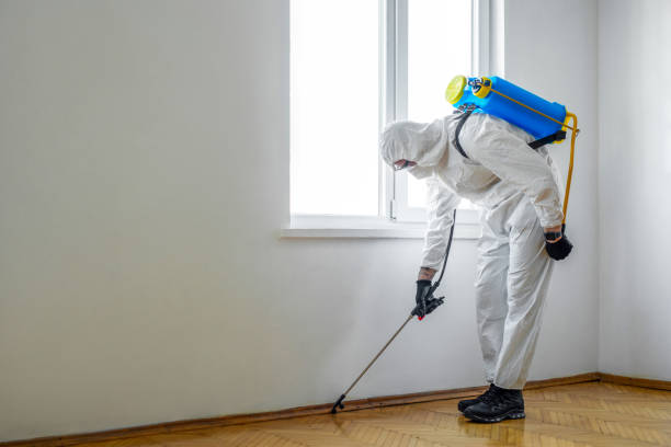 Best Insect Control  in Manche Village, CA