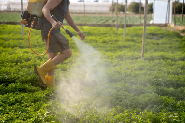 Trusted Camanche Village, CA Pest Control Experts