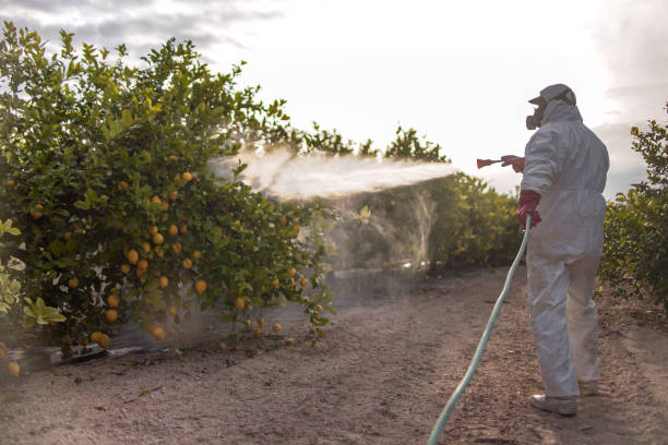 Best Mosquito Control Services  in Manche Village, CA