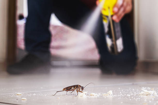 Wasp Removal Services in Camanche Village, CA