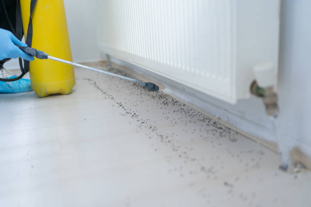 Best Emergency Pest Control  in Manche Village, CA