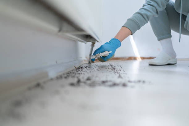 Best Pest Inspection Near Me  in Manche Village, CA